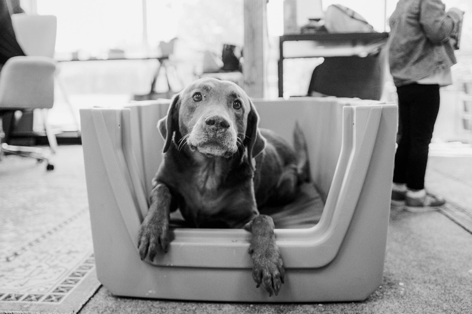 Addison and Gunner | #GunnerDogs