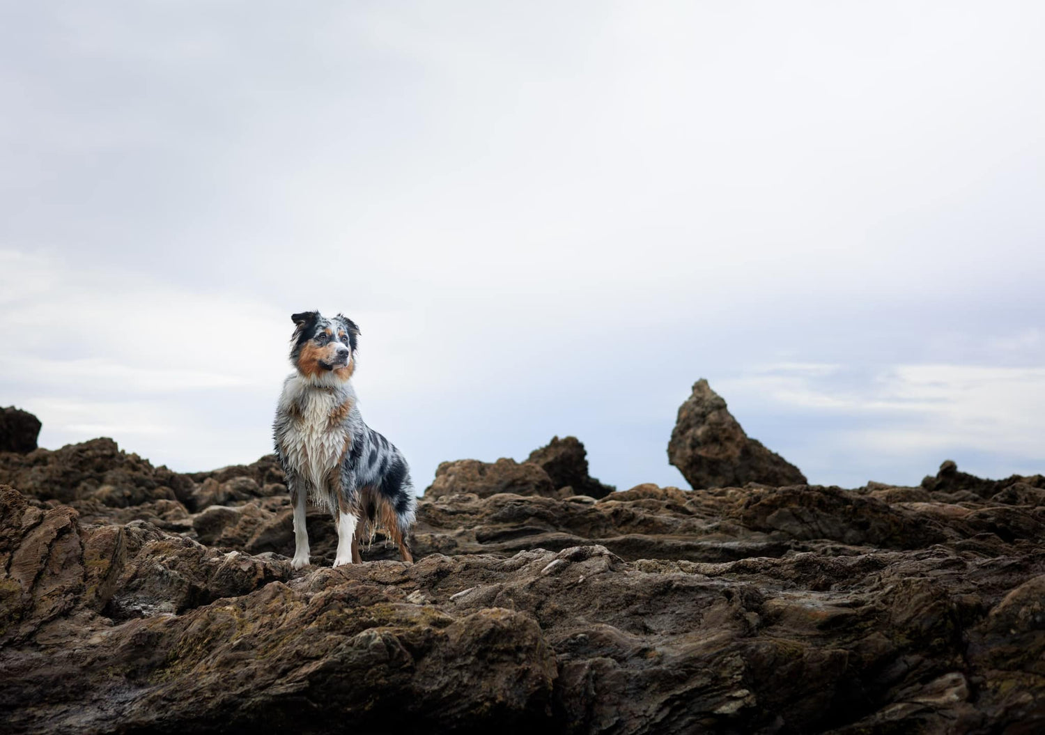 An Australian Shepherd stands on rocks.