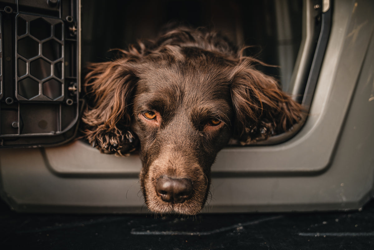 Appalachian turkey shop dog for sale