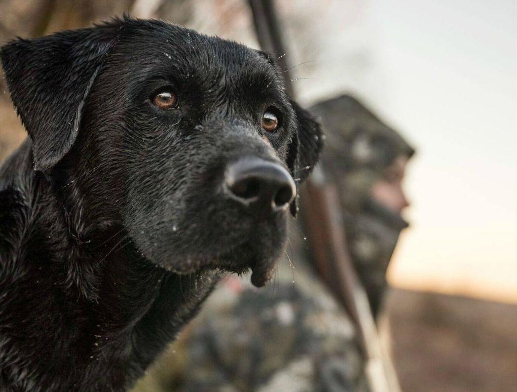 4 Phases Of Learning: How To Train A Dog