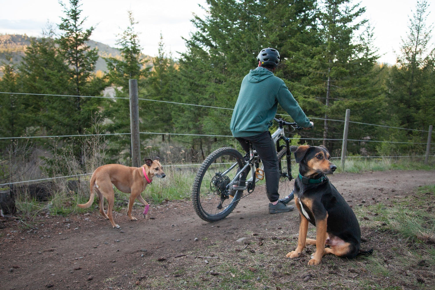 From the Streets of Mexico to Mountain Biking in Canada | #GunnerDogs