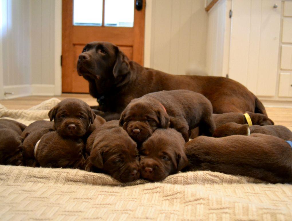 Breed Profile Labrador Retriever