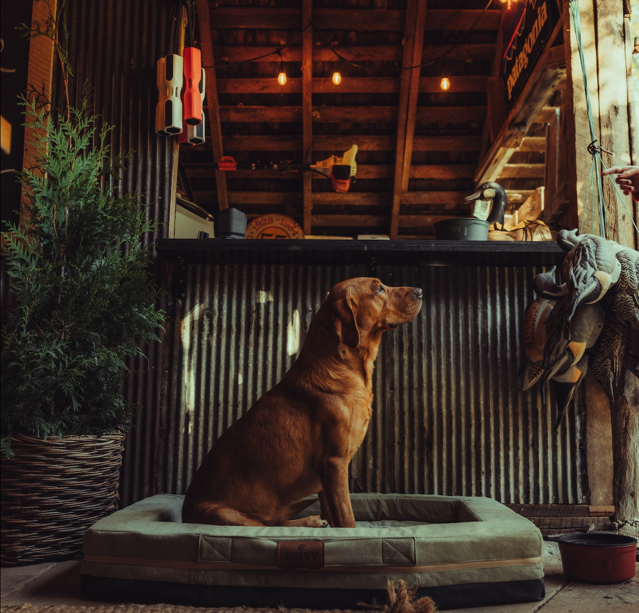 Top 100 Dog Names in the GUNNER Pack: 2025