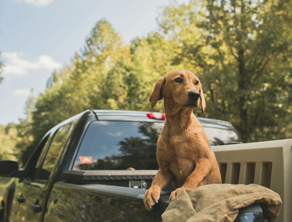 dogs wth fishing poles in truck Car Roof Rack Rod Holder, Vehicle Fishing Rod Holder Car Fishing Pole Roof Rack Inside with 5 Hole Pole Rack Belt Strap Fishing Tackle for Car SUV Wagons Van Traveling With Dogs: 5 Eye-Opening
