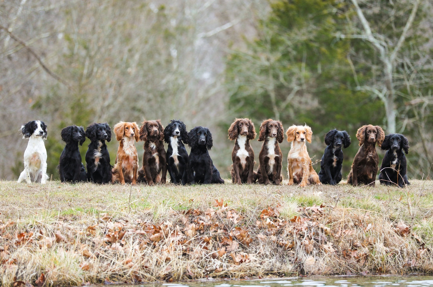 A row of English Cocker Spaniels sitting in a field.