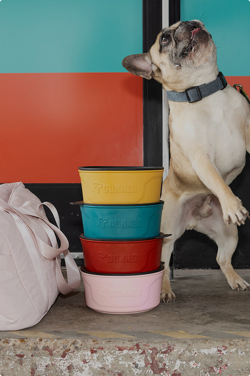 A French bulldog stands on its hind legs next to a stack of four colorful dog bowls and a pale pink bag, in front of a door with a color-blocked background.
