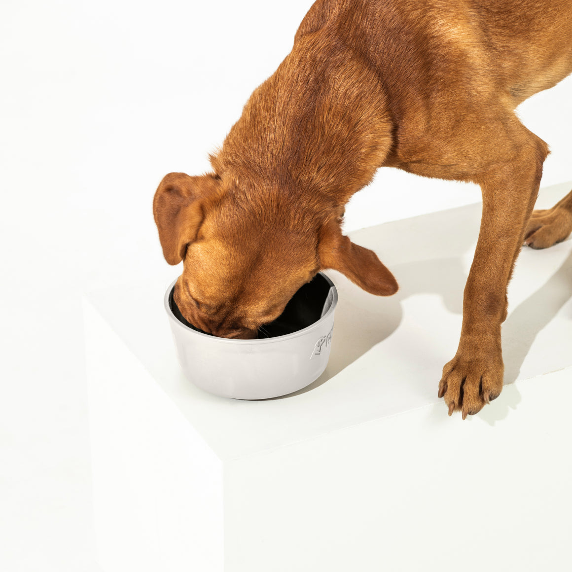 GUNNER DOG BOWL - GUNNER YARD