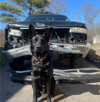 A black working dog with pointed ears sits on a driveway in front of a car with a heavily damaged front bumper and missing grille. Trees and blue sky are visible in the background.