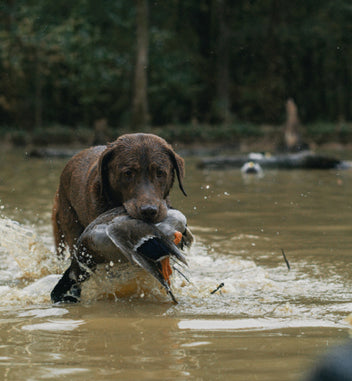 A wet brown dog stands in muddy water, holding a duck in its mouth, with a forested background—ready to return to its kennel after a day testing outdoor gear.