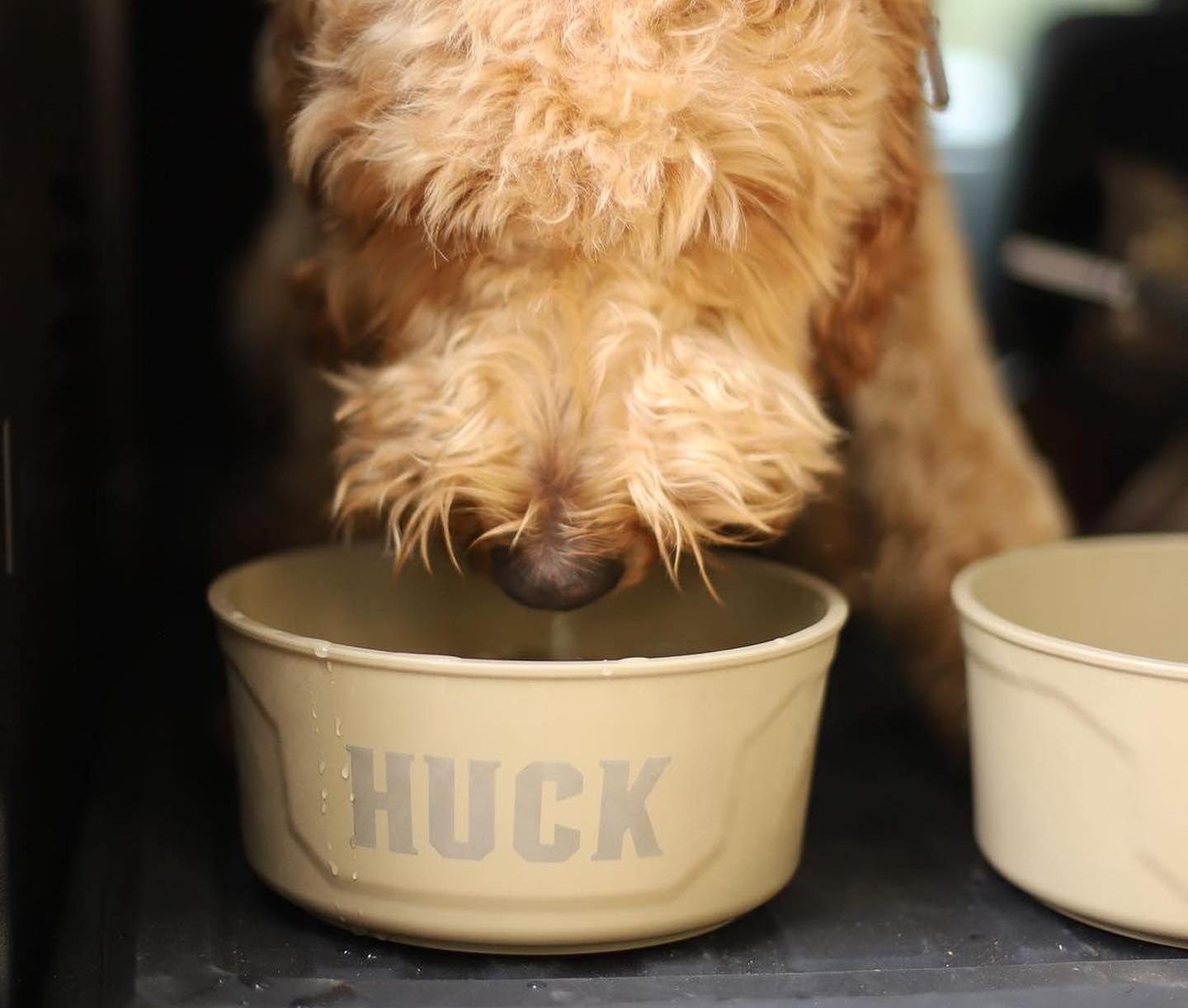 A curly-haired working dog drinks from a beige bowl labeled HUCK, with another empty bowl beside it. The dogs face is mostly obscured by fur and the bowl, hinting at a hardworking companion unwinding after time spent near the kennel or out with outdoor gear.