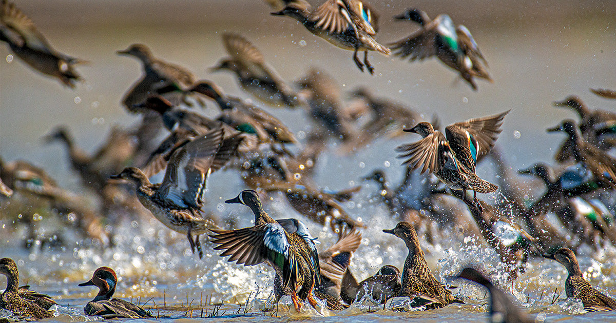 A large flock of ducks takes off from the water, splashing and flapping their wings, while a hunting dog waits alertly nearby, surrounded by outdoor gear in the vibrant motion of a natural wetland setting.