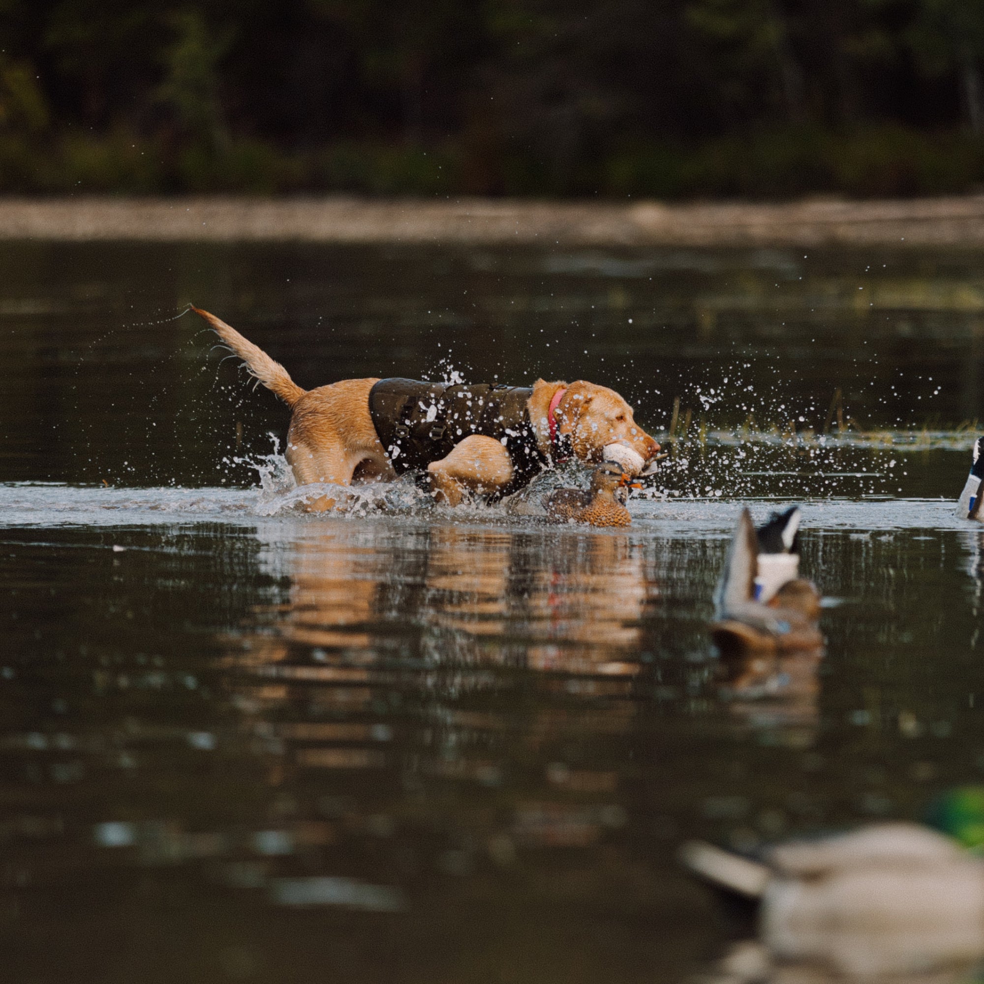 A brown dog in a GUNNER Waterfowl Dog Vest Marsh runs through shallow water, surrounded by green trees and duck decoys.