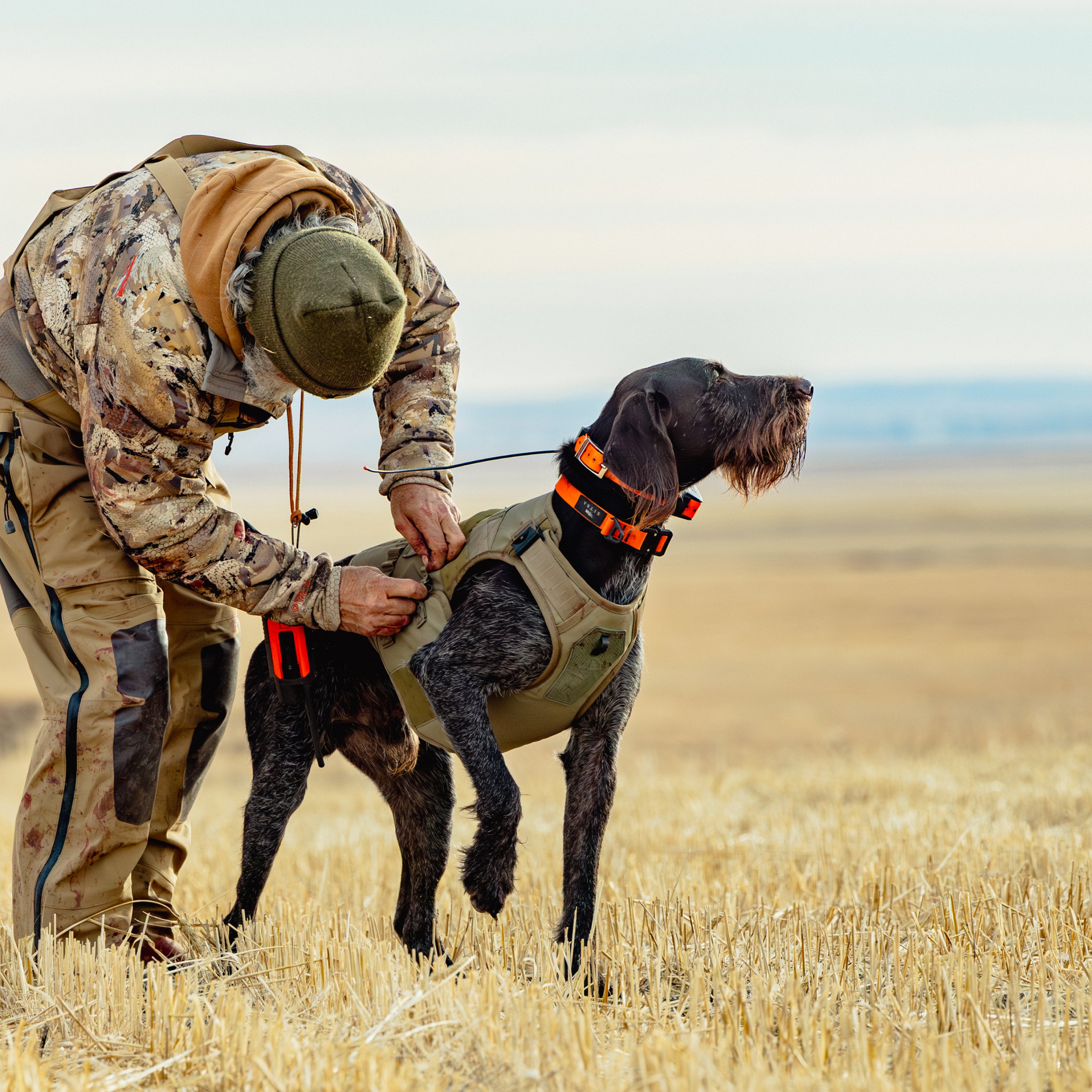 Wearing camouflage, a person fits a GUNNER Waterfowl Dog Vest Marsh on a hunting dog in dry grass, with open plains and a hazy sky behind them.