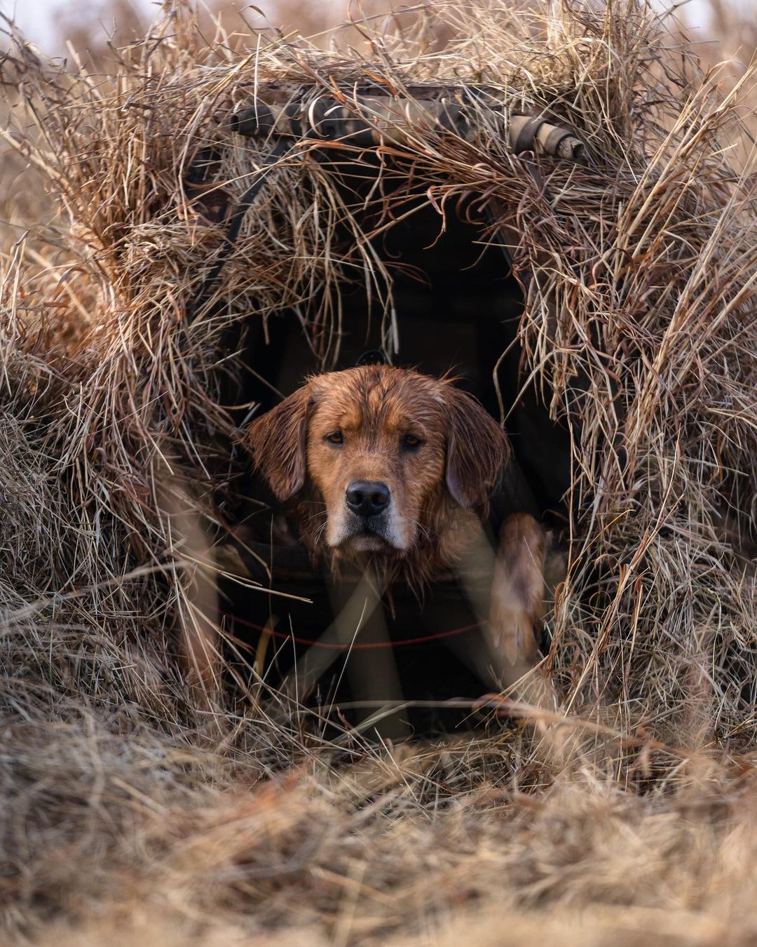 Golden Retriever laying in a blind, ready for the next retrieve.