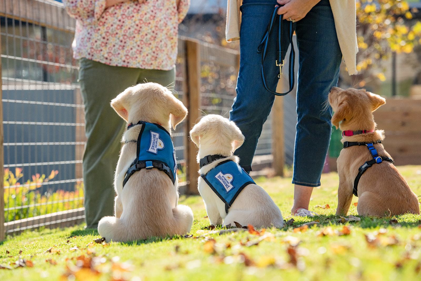 #GIVINGTUESDAY: How Dogs are Helping Both Inmates & Those With Disabilities