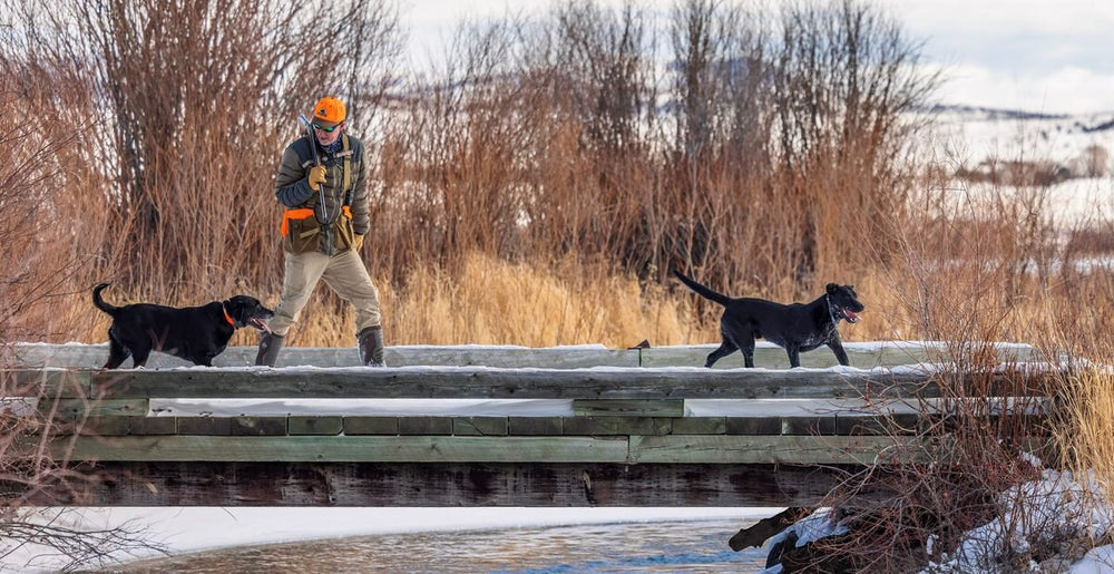Versatile Gun Dogs What Makes a Versatile Hunting Dog