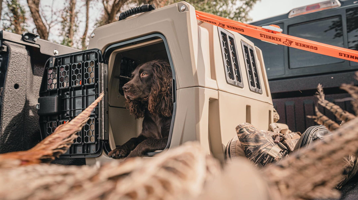 Boykin Spaniels: Breed Profile