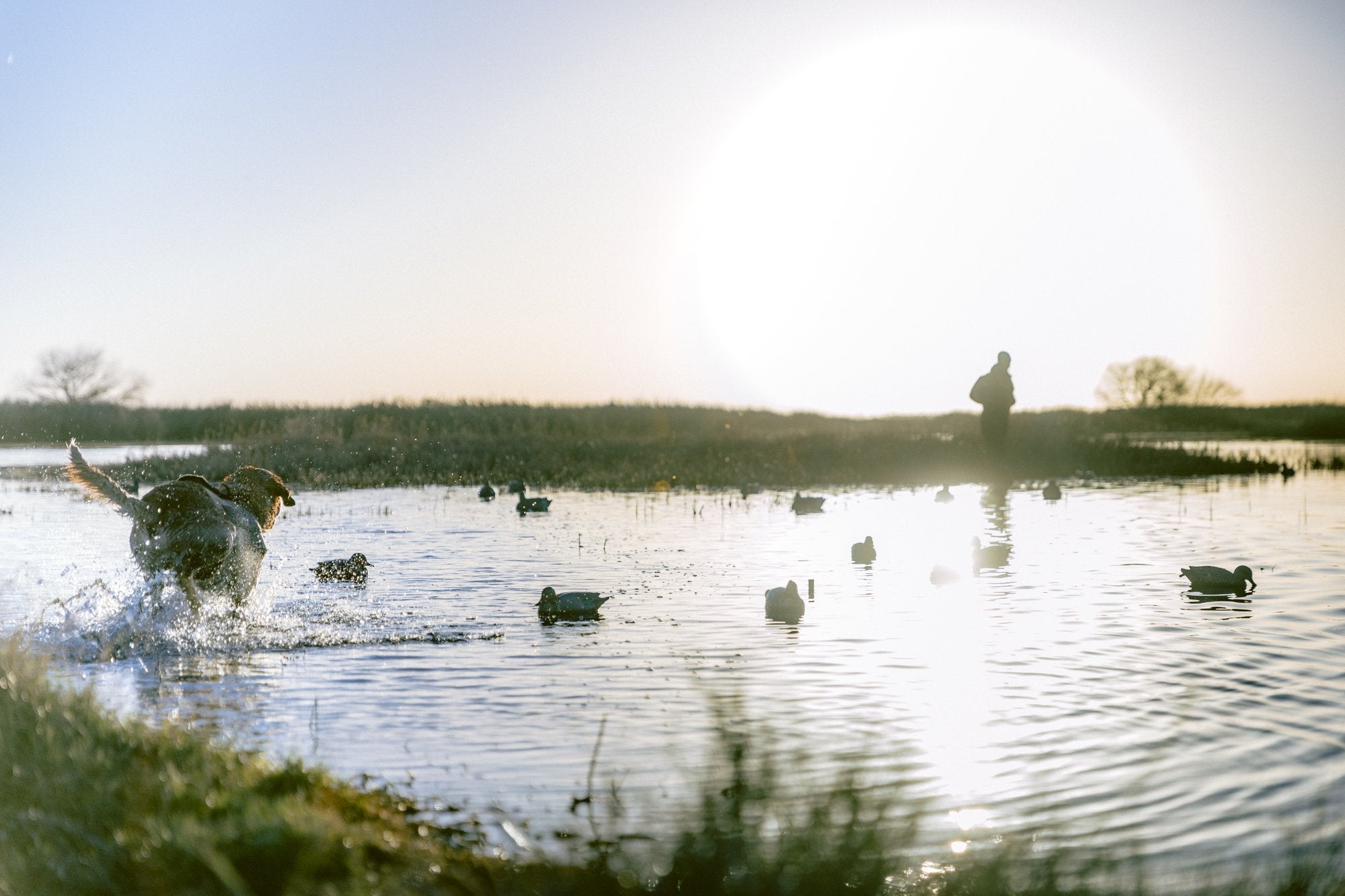 Los Banos Cinnamon Teal Gunner Kennels