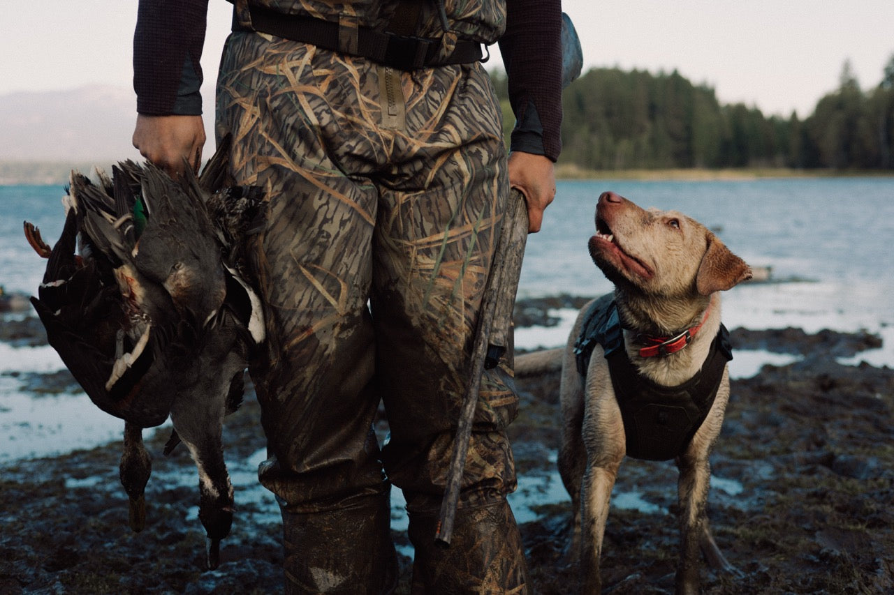 A yellow Labrador Retriever wearing a GUNNER Waterfowl Vest looks up at a man standing beside her, holding a shotgun and ducks.