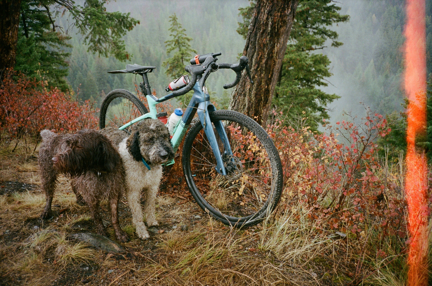 Tips and Tricks for Mountain and Gravel Biking with Dogs