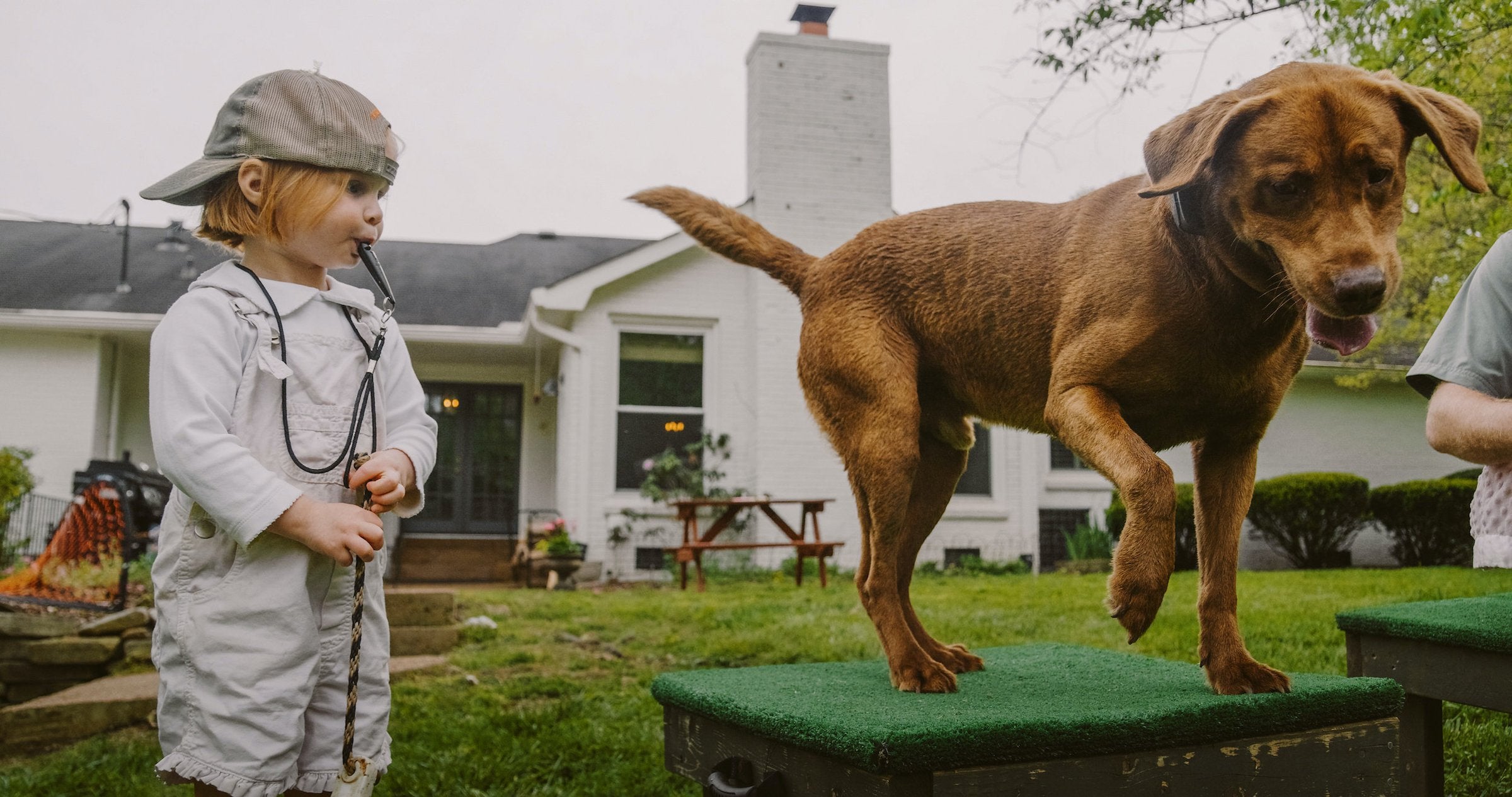 Retriever Training Tips