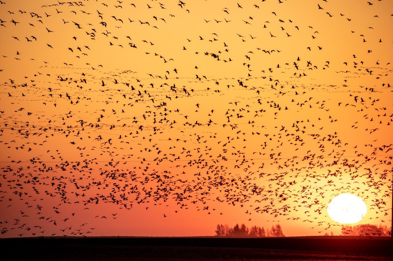 Saskatoon: Land of Living Skies