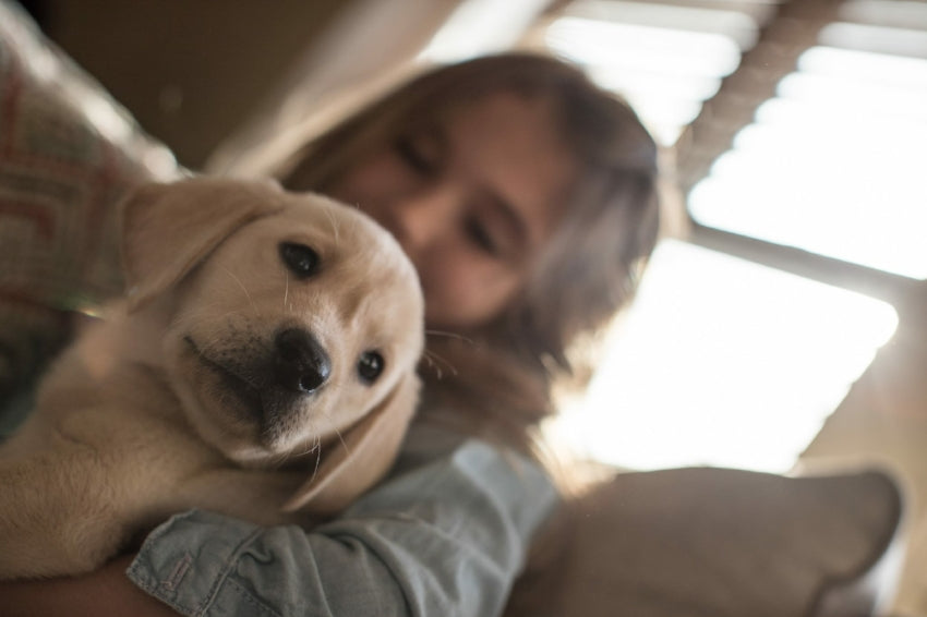 How To Housebreak Dog with Crate Training