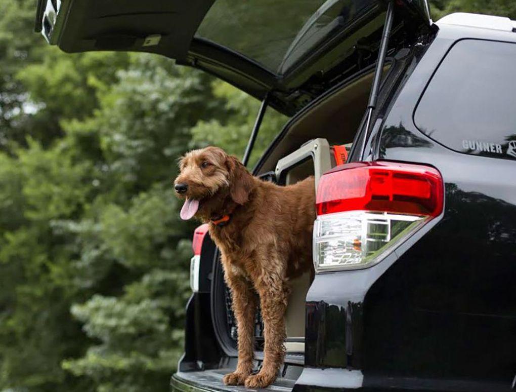 No Excuse Not to Practice Dog Car Safety