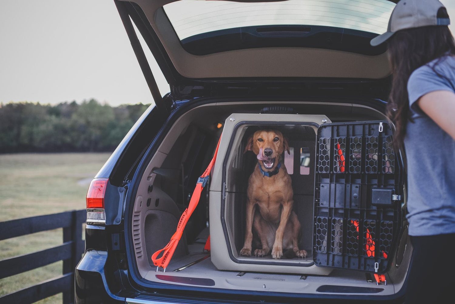 Why Should I Tie Down My Dog Crate To My Vehicle?