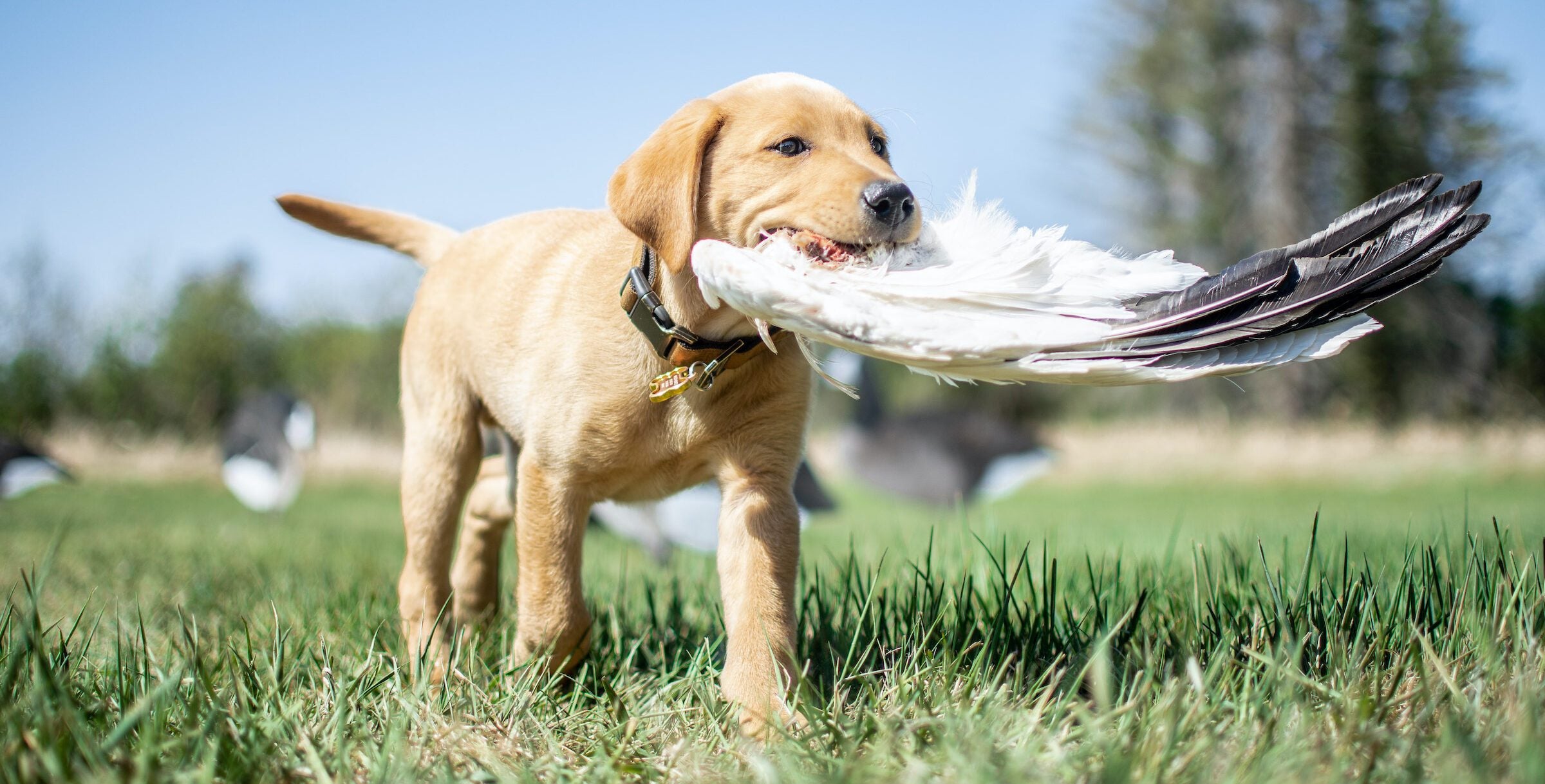 What to Ask Your Breeder Before Choosing a Puppy