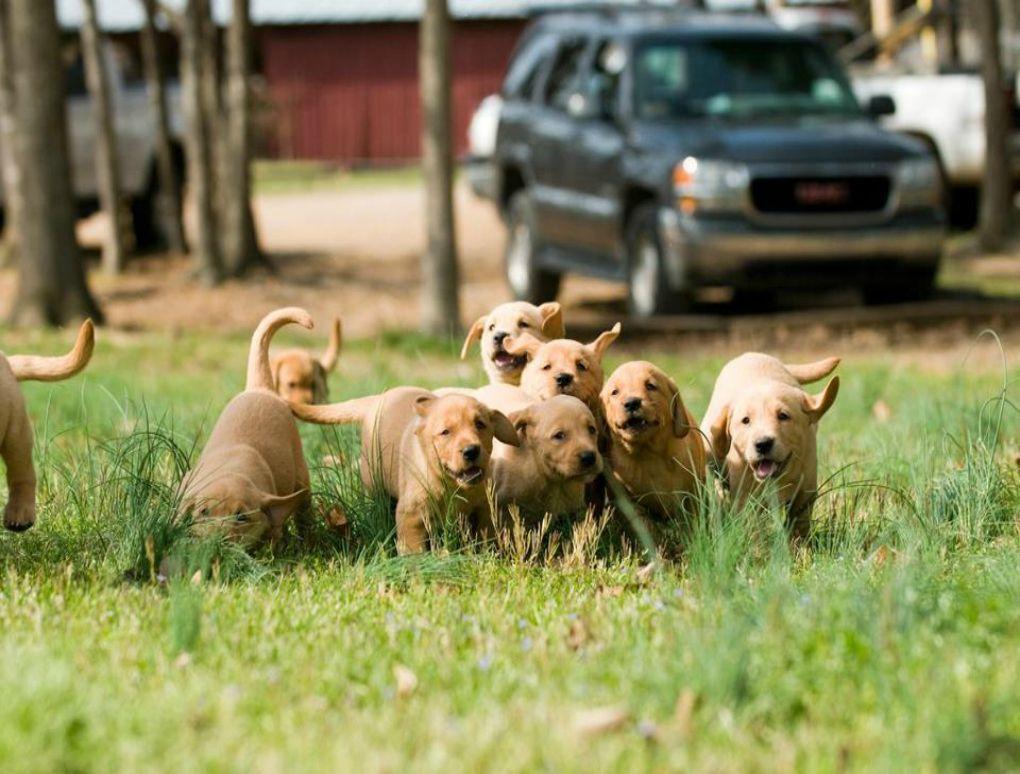 Tips For Early Puppy Development