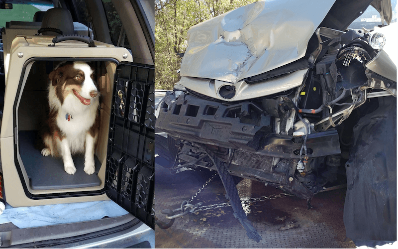 The Best Crate for your Australian Shepherd