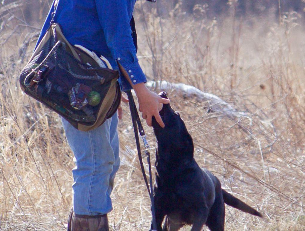 Blood Tracking With Dog Bone Hunter