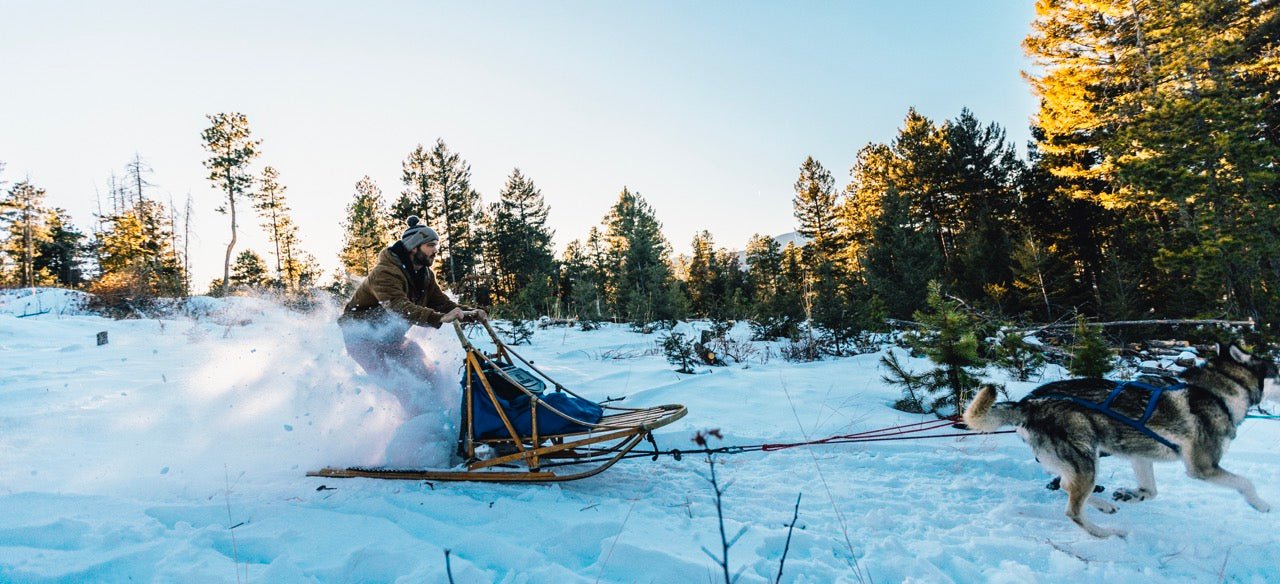 Any Dog Can Be a Sled Dog | GUNNER x Colorado Mountain Mushers