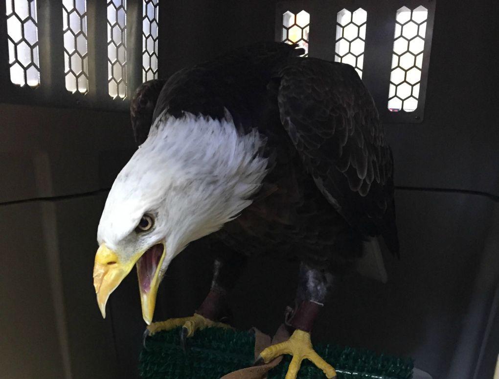 Transporting Auburn University’s Mascot