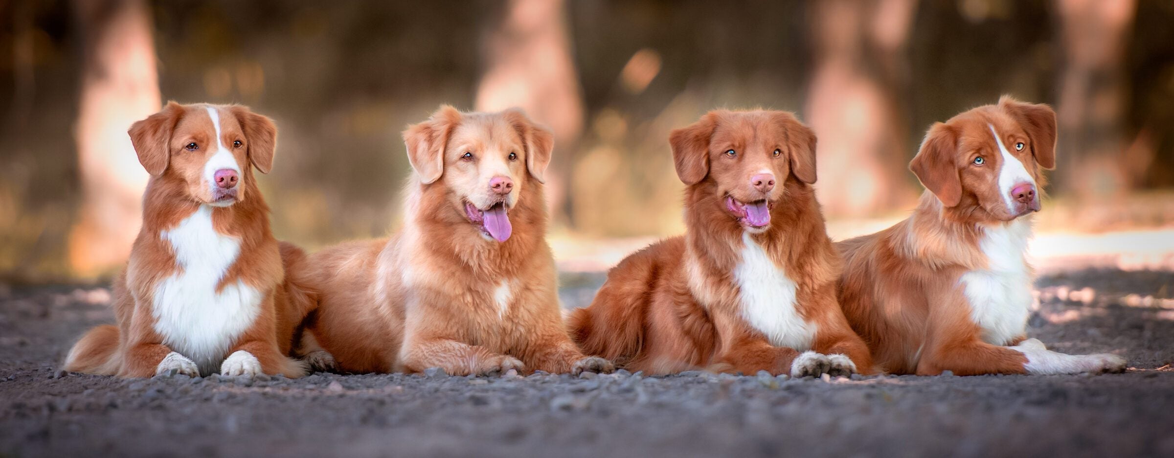 does the nova scotia duck tolling retriever love children