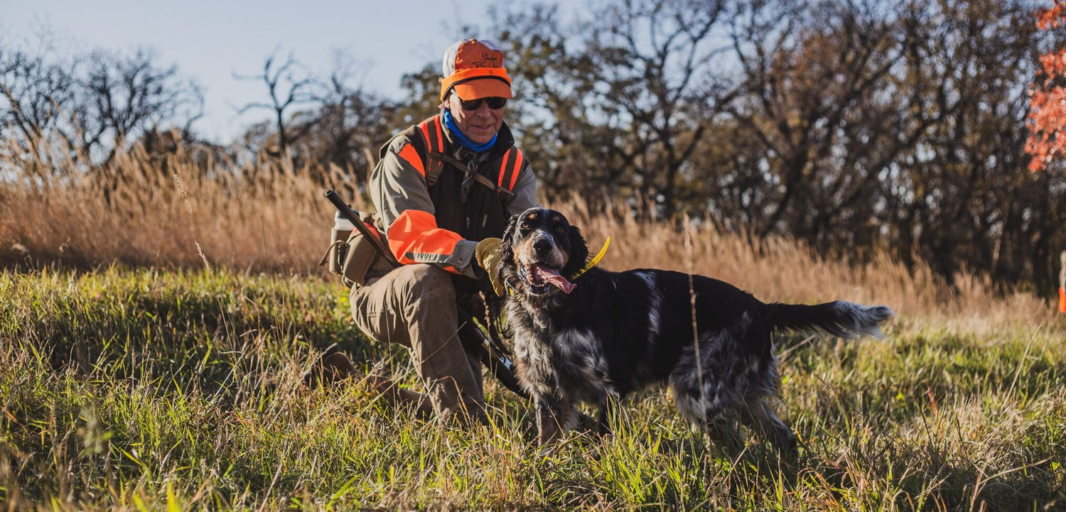 What’s the Difference Between Llewellin Setters & English Setters?