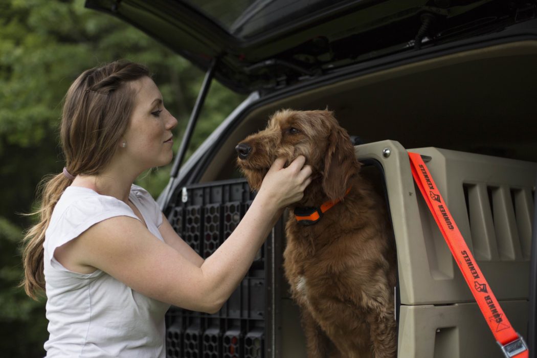 Dog Crate, Carrier, Harness, Or Travel Seat?