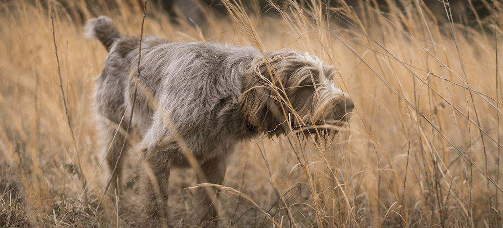 Breed Profile: Spinone Italiano