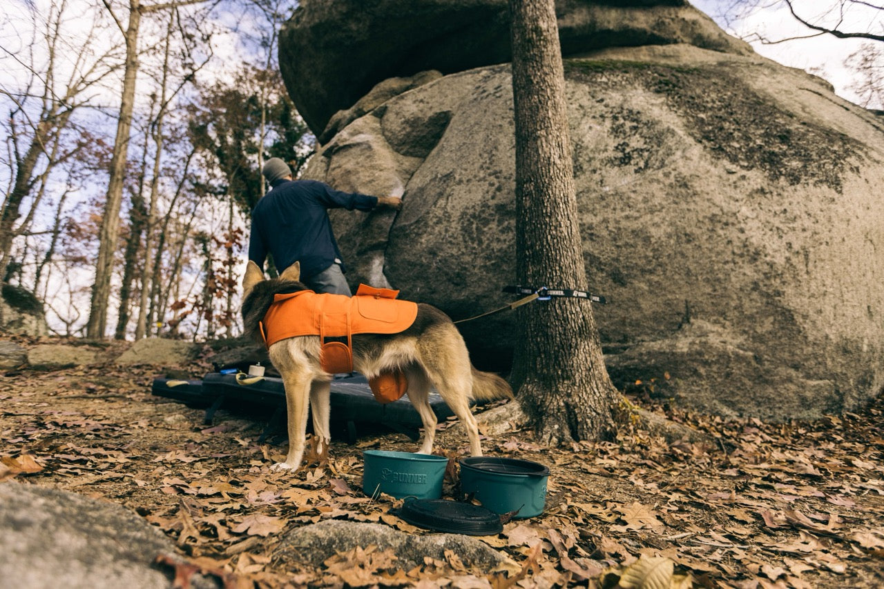 Bouldering With Your Dog | #GunnerDogs