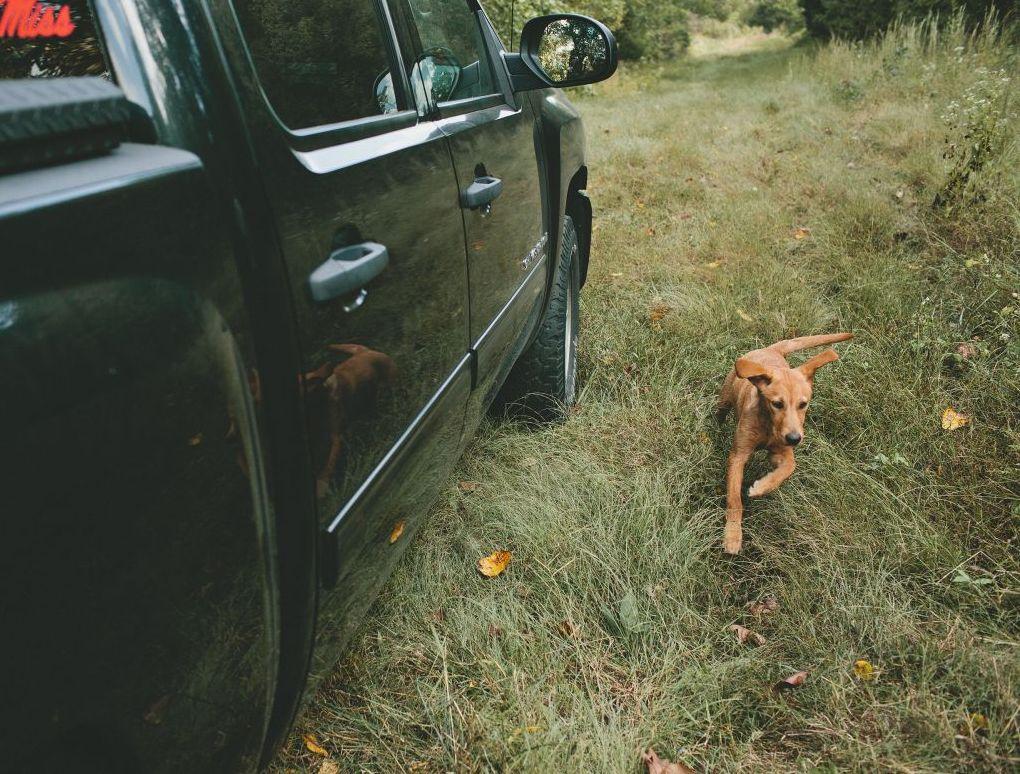 Houdini Proof Dog Crate Helps Keep Dogs Safe