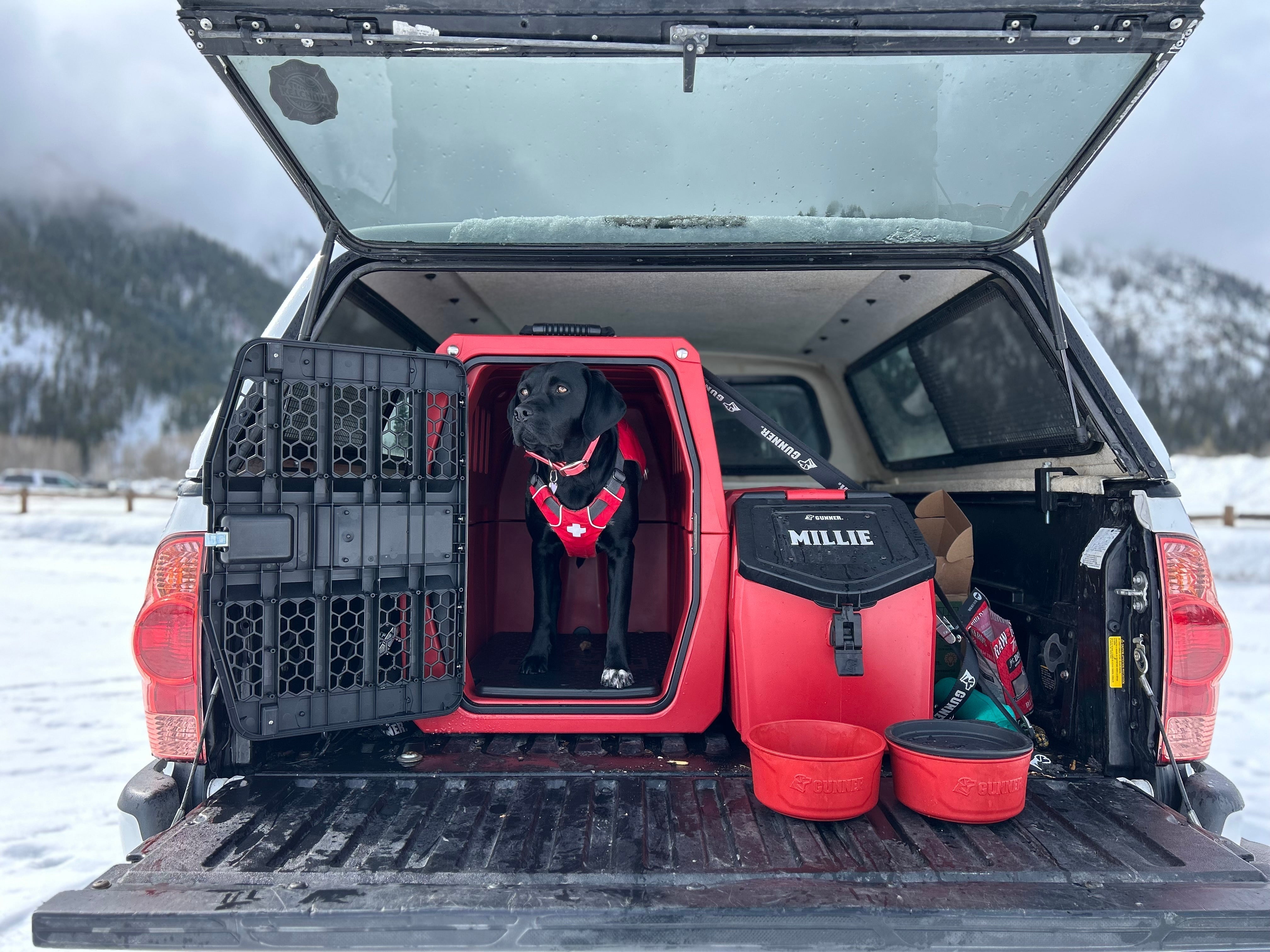 Avalanche Rescue Dog In Training | #GunnerDogs