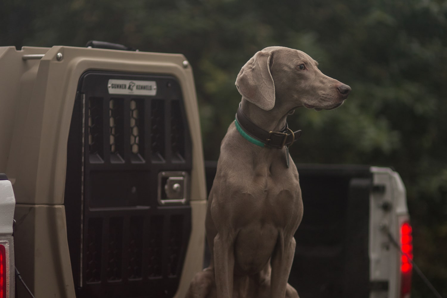 Breed Profile: Weimaraner