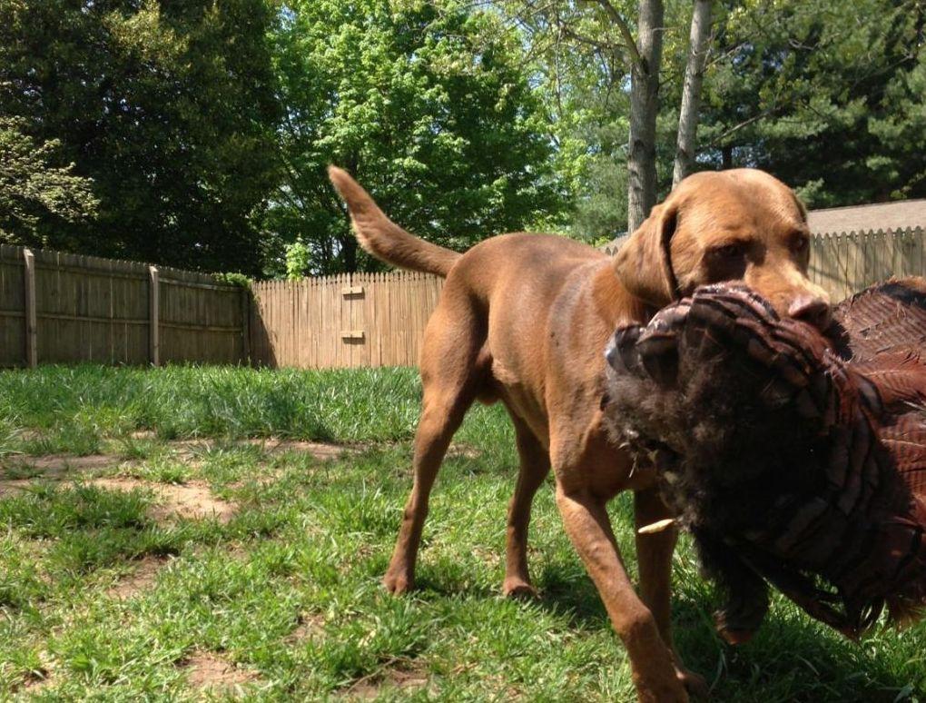 Dog Training For Turkey Hunting