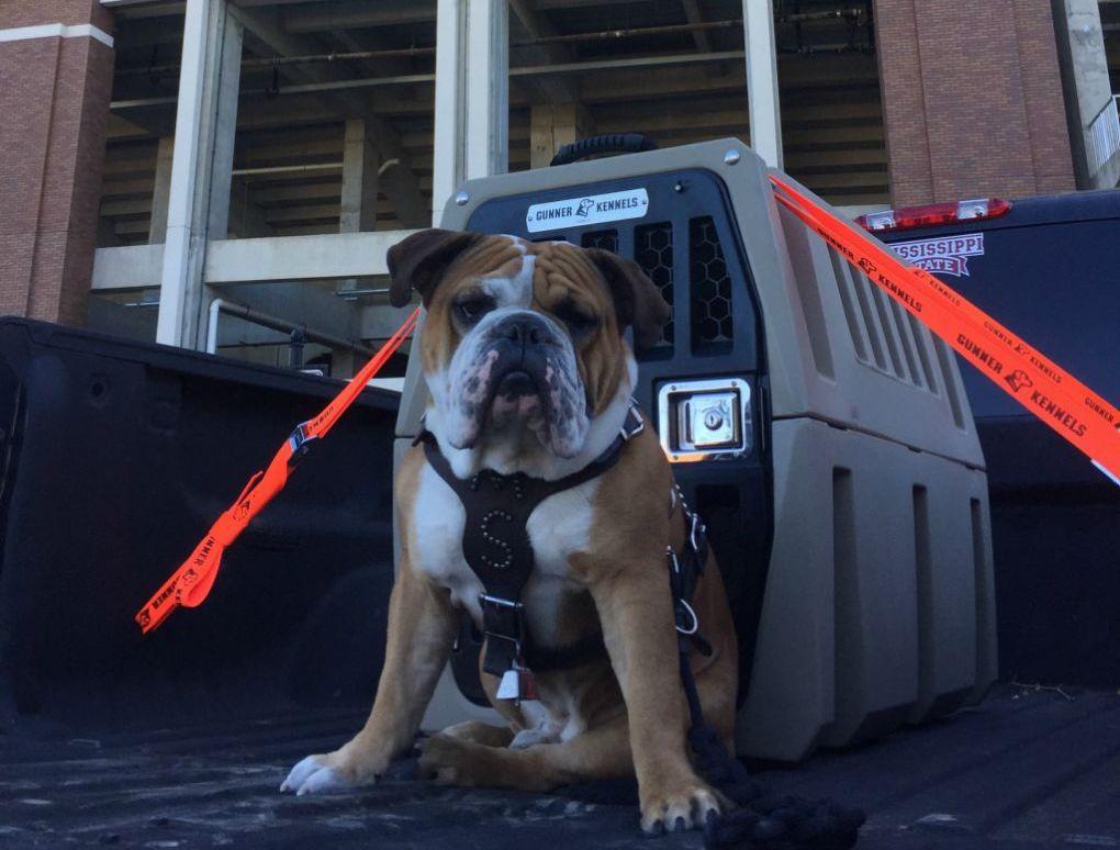 Transporting The Mississippi State University Mascot