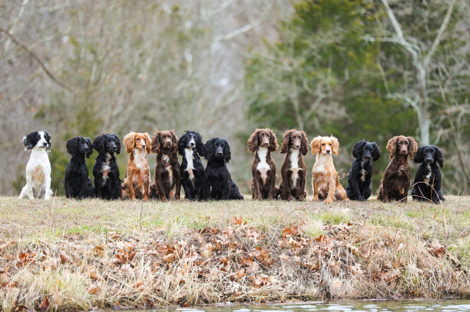 English Cocker Spaniels: Breed Profile