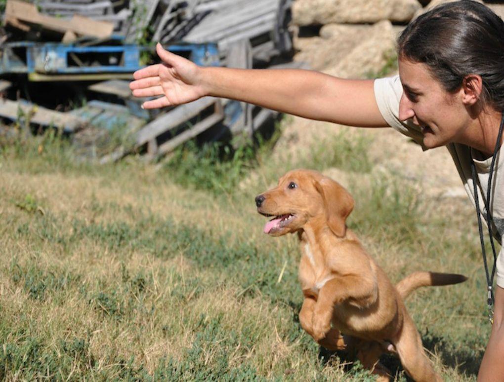 How To Housetrain A Puppy