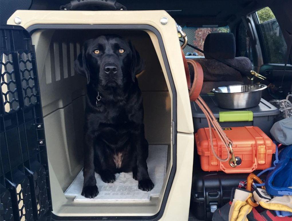 The Best Crate for a Working Dog