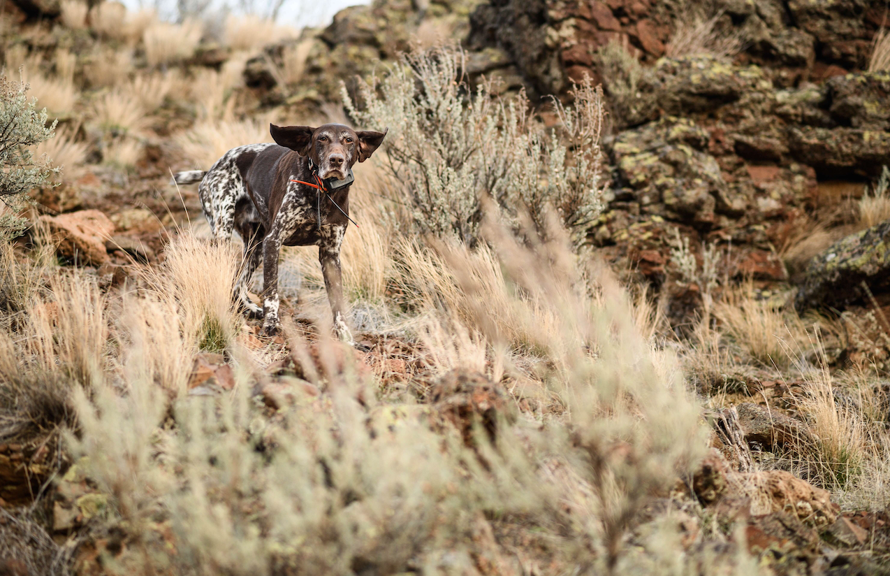 Ask the Bird Dog Vet: Dr. Seth Bynum