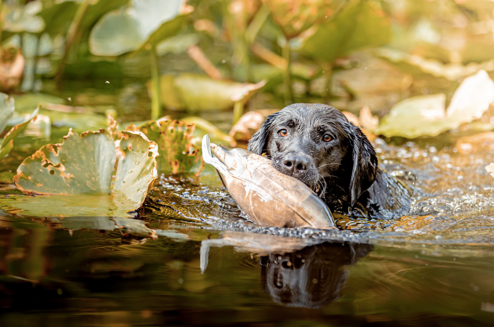 Signs and Treatment of Heat Stroke in Dogs